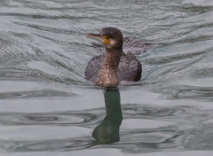 Phalacrocorax carbo