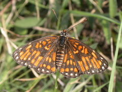 Chlosyne definita