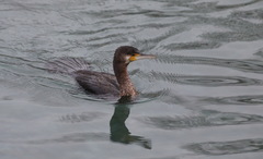 Phalacrocorax carbo