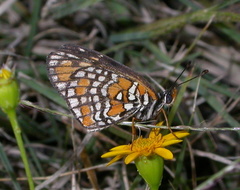 Chlosyne definita