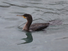 Phalacrocorax carbo