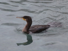 Phalacrocorax carbo