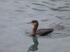Phalacrocorax carbo