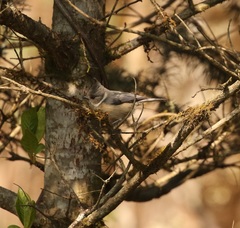Lophophanes dichrous