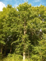 Ulmus thomasii