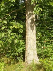 Ulmus thomasii