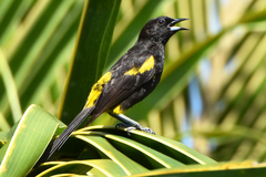 Icterus melanopsis