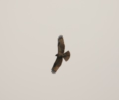 Buteo refectus