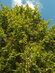 Ulmus thomasii