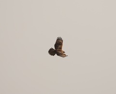 Buteo refectus