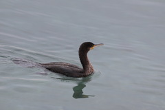 Phalacrocorax carbo