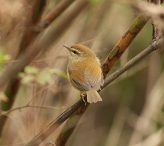 Hume's Bush Warbler photo 1