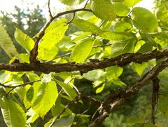 Ulmus thomasii