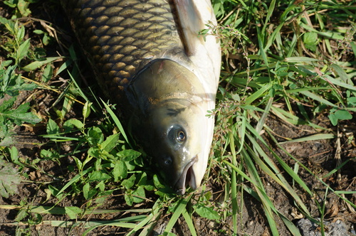 Grass carp (Ctenopharyngodon idella) — Cyprinidae — 3