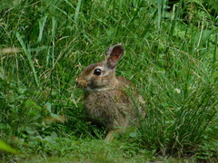 Sylvilagus obscurus