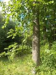 Ulmus thomasii