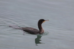 Phalacrocorax carbo