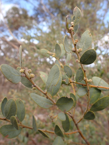 Image of Acacia brachybotrya by (c) Nina Kerr, some rights reserved (CC BY)