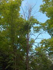 Ulmus thomasii