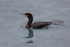 Phalacrocorax carbo