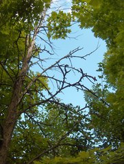 Ulmus thomasii