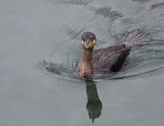 Phalacrocorax carbo