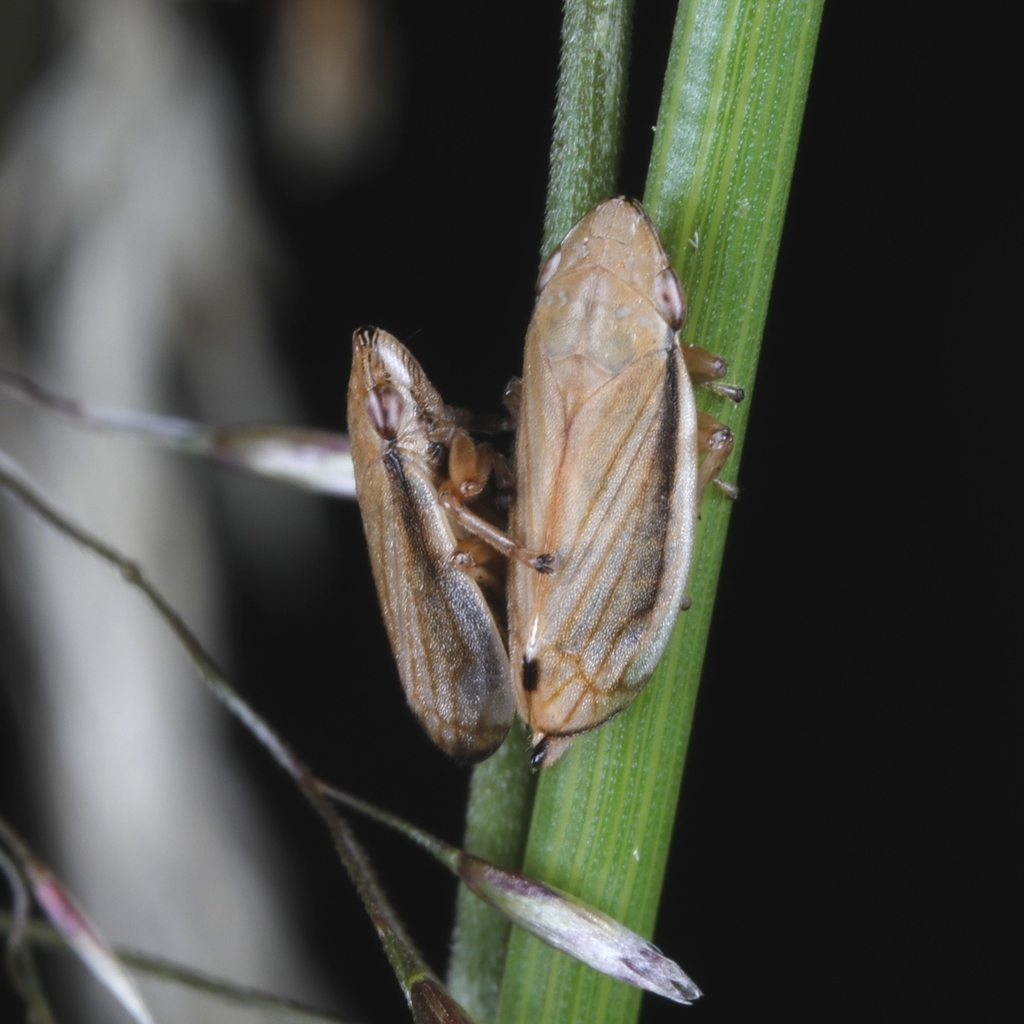 Neophilaenus