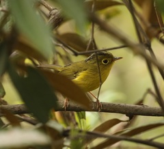 Phylloscopus whistleri