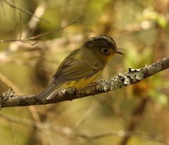 Phylloscopus whistleri