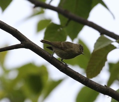 Sylviparus modestus