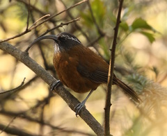 Pomatorhinus superciliaris
