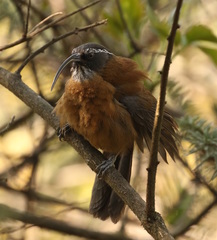 Pomatorhinus superciliaris