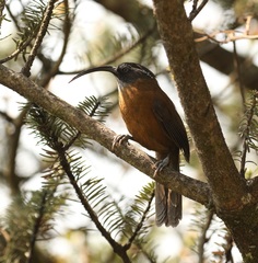 Pomatorhinus superciliaris