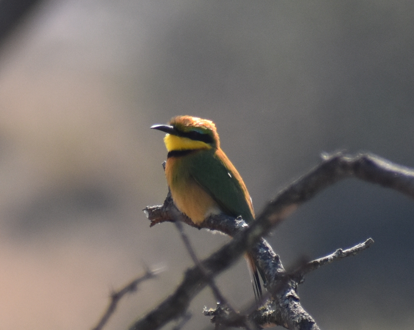 Little Bee-eater (Merops pusillus)
