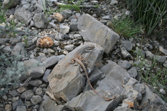 Aspidoscelis scalaris