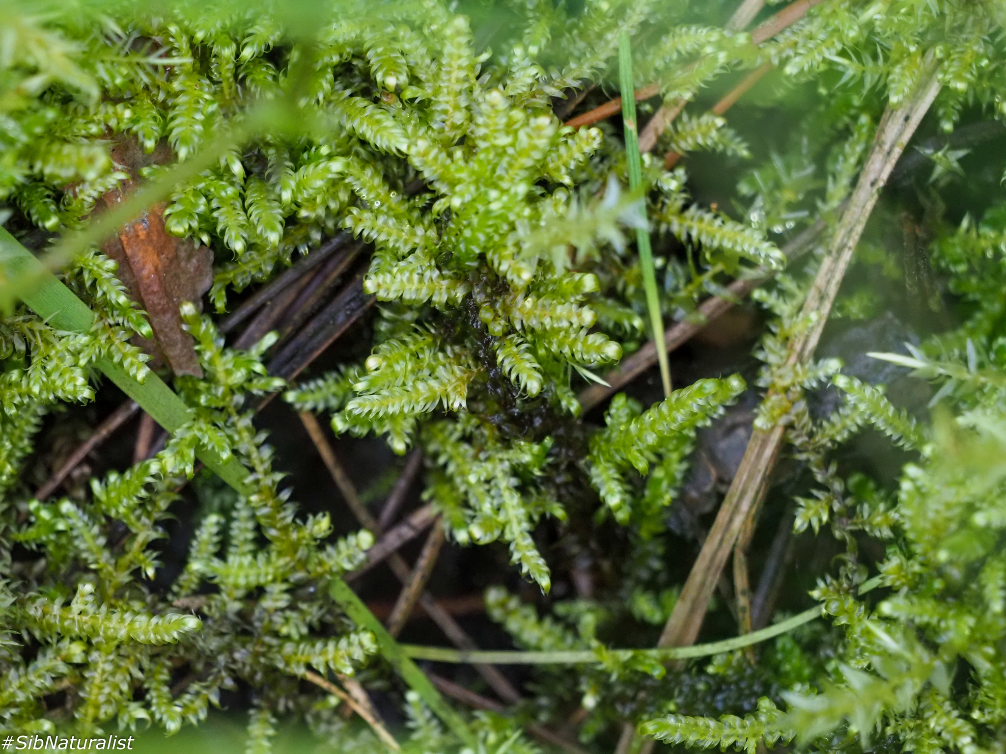 Stereodon pratensis