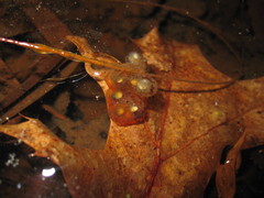 Pseudacris brachyphona