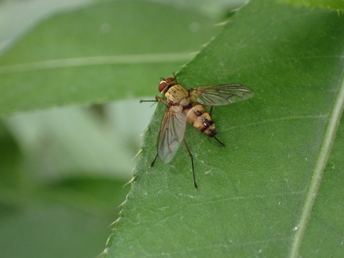Dexia vacua