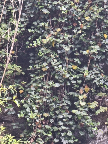 Image of Hedera maderensis by (c) Vítor Jorge, some rights reserved (CC BY)