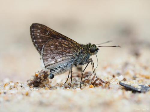 White-fringed Ace