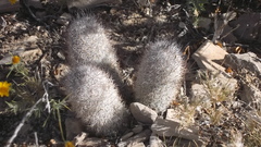 Mammillaria pottsii