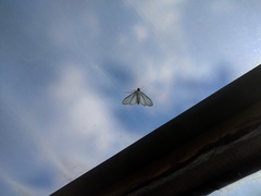 Palpita flegia
