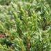 Juniperus communis hemisphaerica - Photo (c) Len Worthington, μερικά δικαιώματα διατηρούνται (CC BY-SA)
