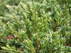 Juniperus communis hemisphaerica - Photo (c) Len Worthington, some rights reserved (CC BY-SA)