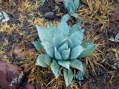 Agave applanata