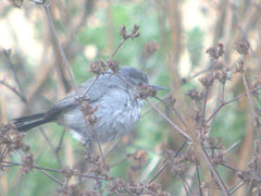 Polioptila californica
