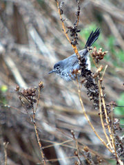 Polioptila californica