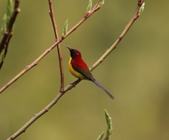 Aethopyga gouldiae