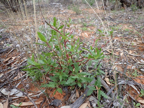 Smooth Raspwort (Haloragis acutangula)