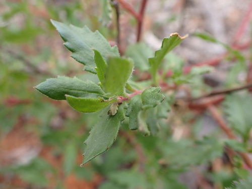 Image of Haloragis acutangula by (c) Nina Kerr, some rights reserved (CC BY)